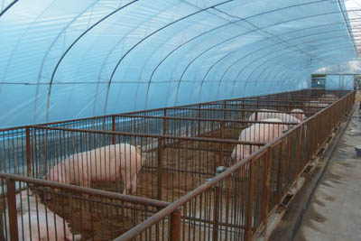 陜西養(yǎng)殖大棚加工