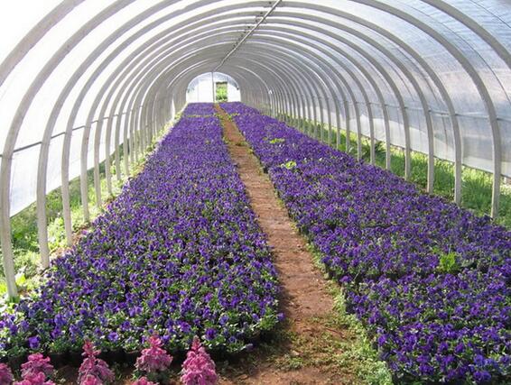 那么今天給大家介紹一下這兩個花棚吧